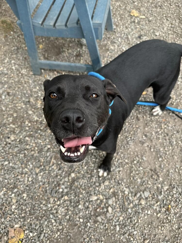 adoptable Dog in Elmsford, NY named Cricket