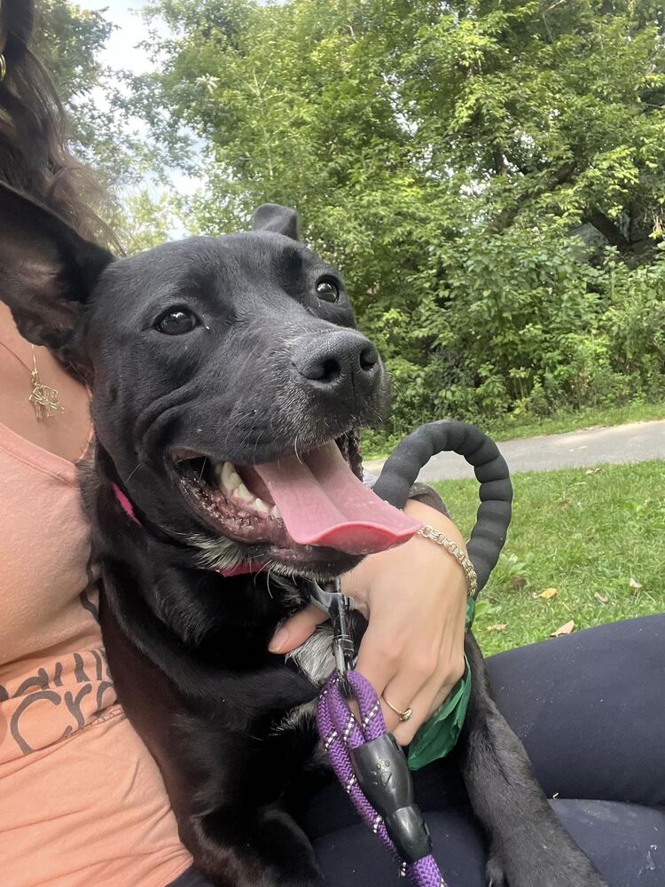 adoptable Dog in Elmsford, NY named Lizzy