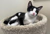 adoptable Cat in Elmsford, NY named Laura