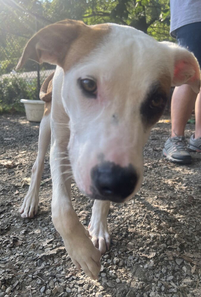 adoptable Dog in Elmsford, NY named Boo Boo