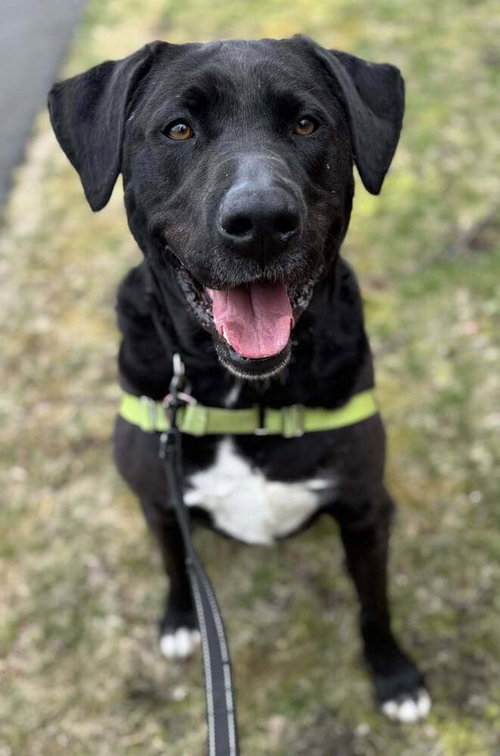FRANKLIN - Unknown available for adoption