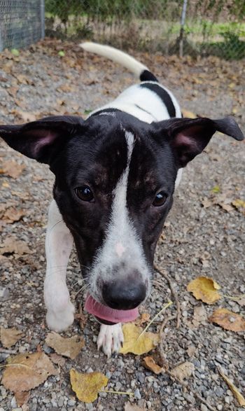 adoptable Dog in Elmsford, NY named Jelly