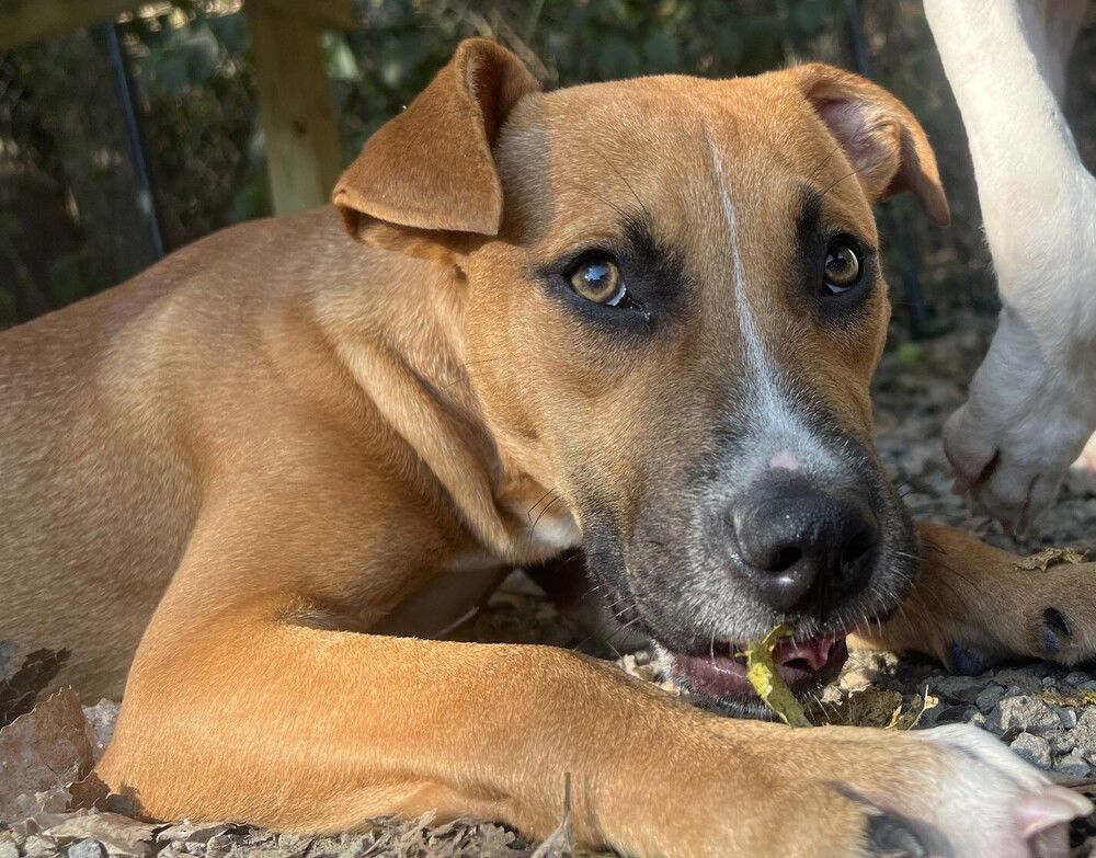 adoptable Dog in Elmsford, NY named Yogi