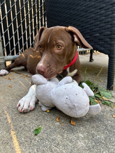 adoptable Dog in Elmsford, NY named Zero