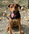 adoptable Dog in  named Douglas