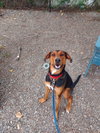 Douglas - Photo 2