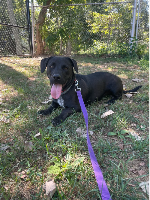 TUCKER - Dachshund available for adoption