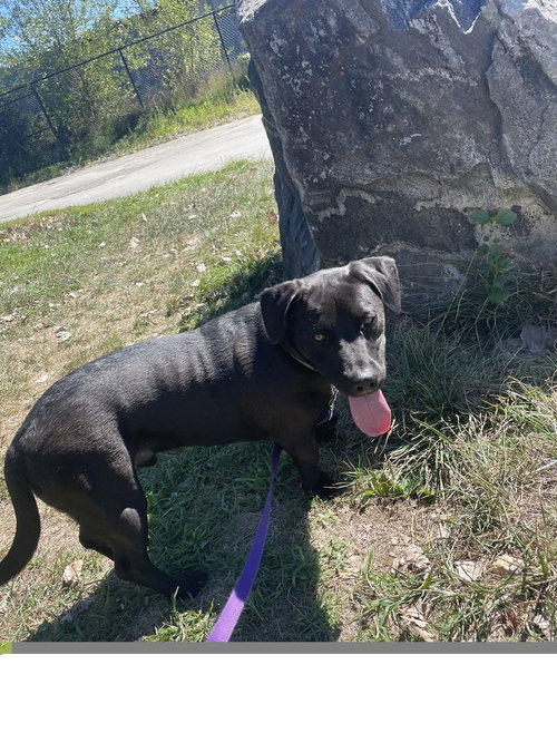 TUCKER - Dachshund available for adoption