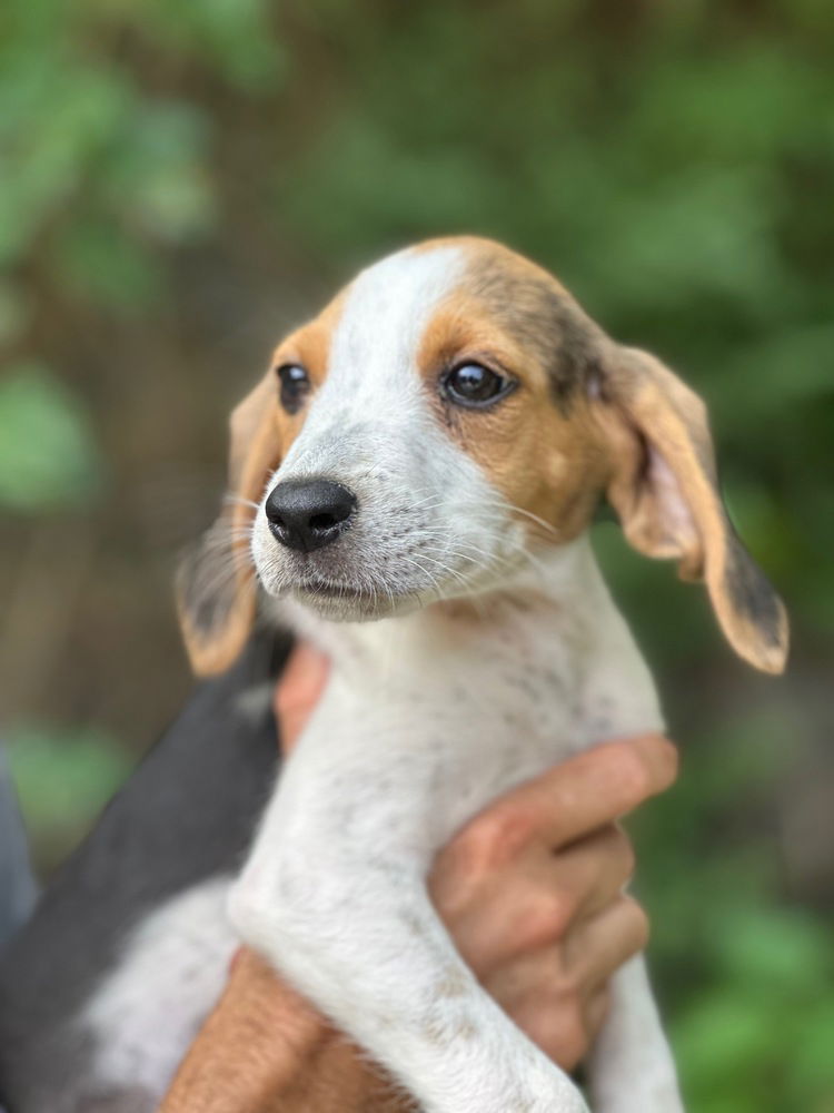 adoptable Dog in Elmsford, NY named Calathea