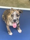 adoptable Dog in , NY named Fender available 9/19