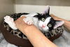 adoptable Cat in , NY named Anna Karenina