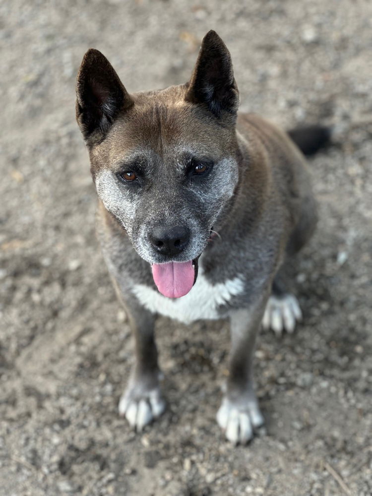 adoptable Dog in Elmsford, NY named Blanche