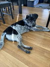 adoptable Dog in  named Nelson
