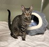 adoptable Cat in , NY named Minos