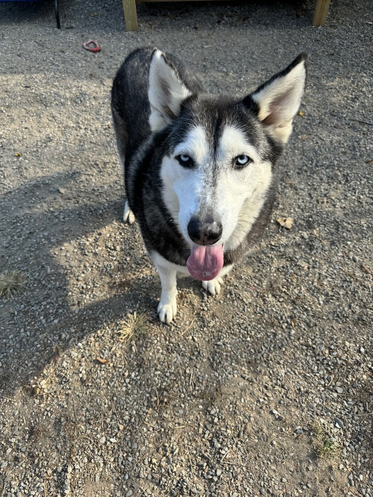adoptable Dog in Elmsford, NY named Nala
