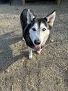 adoptable Dog in elmsford, NY named Nala