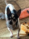 adoptable Dog in  named Henry **Courtesy Post**