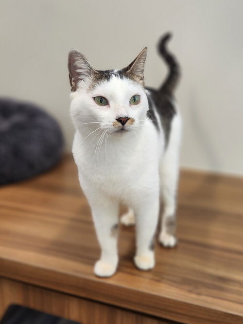 picture of the cat needing adoption