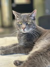 adoptable Cat in elmsford, NY named Shimmer