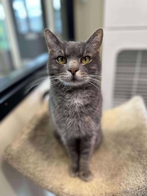 SHIMMER - Domestic Short Hair available for adoption