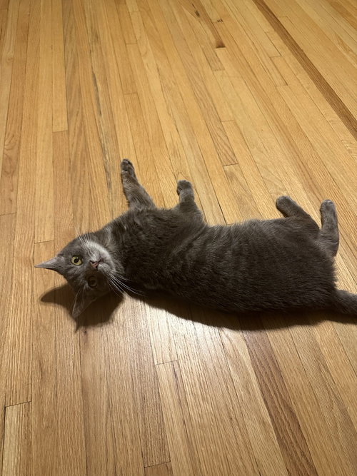 SHIMMER - Domestic Short Hair available for adoption