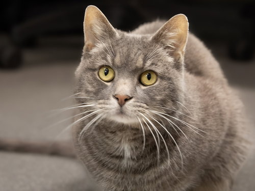 Shimmer, an adoptable Domestic Short Hair in Elmsford, NY
