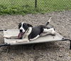 adoptable Dog in  named Munchkin