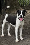 adoptable Dog in  named Majesty