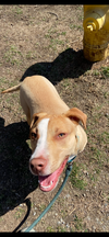 adoptable Dog in elmsford, NY named CJ