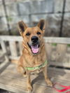 adoptable Dog in  named Newton