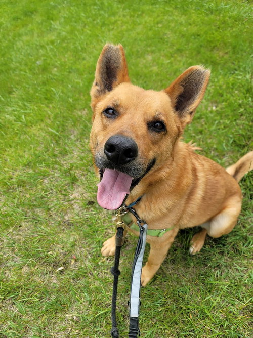 NEWTON - Terrier available for adoption