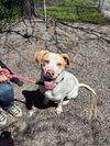 adoptable Dog in  named Jimmy