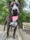 adoptable Dog in elmsford, NY named Neil