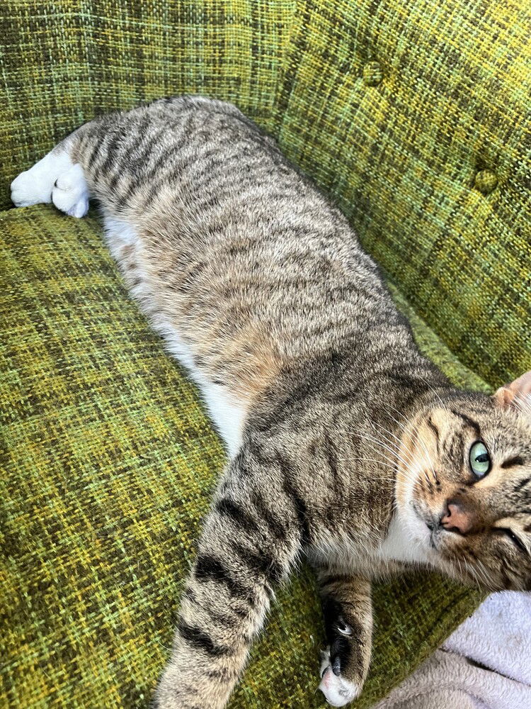 adoptable Cat in Elmsford, NY named PJ **Courtesy Post**