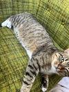adoptable Cat in elmsford, NY named PJ **Courtesy Post**