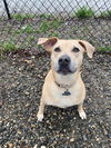 adoptable Dog in elmsford, NY named Gabrielle