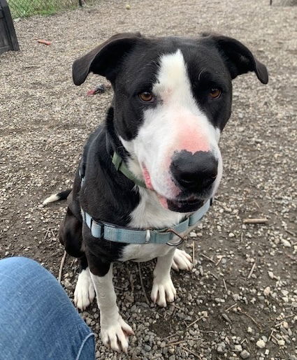 adoptable Dog in Elmsford, NY named Dickie