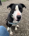 adoptable Dog in  named Dickie