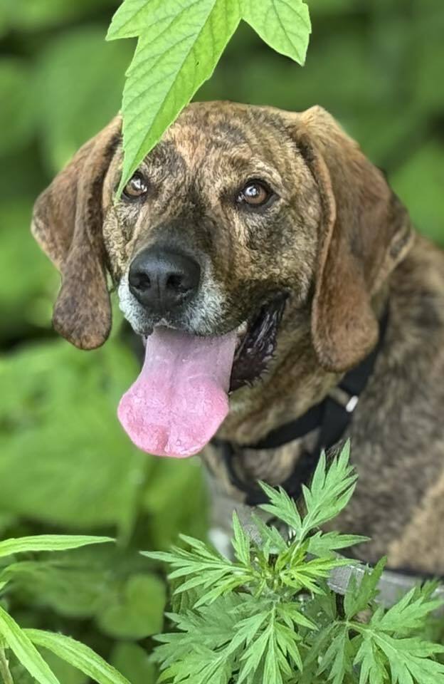 adoptable Dog in Elmsford, NY named Tater