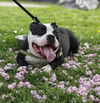 adoptable Dog in elmsford, NY named Mr. Fufu