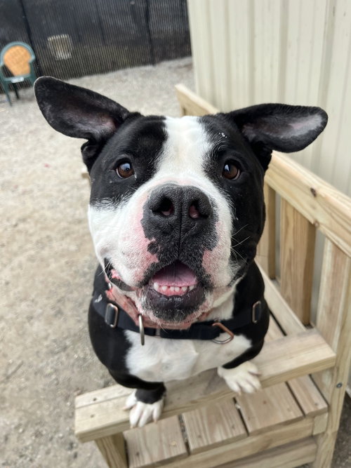 MR. FUFU - Unknown available for adoption