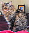 adoptable Cat in elmsford, NY named Katie Q