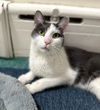 adoptable Cat in elmsford, NY named Hemmy