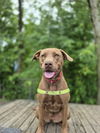 adoptable Dog in elmsford, NY named Tammy