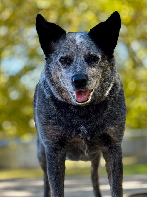 BRYCE - Australian Cattle Dog/Blue Heeler available for adoption