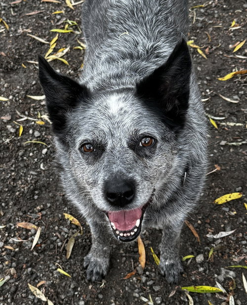 BRYCE - Australian Cattle Dog/Blue Heeler available for adoption