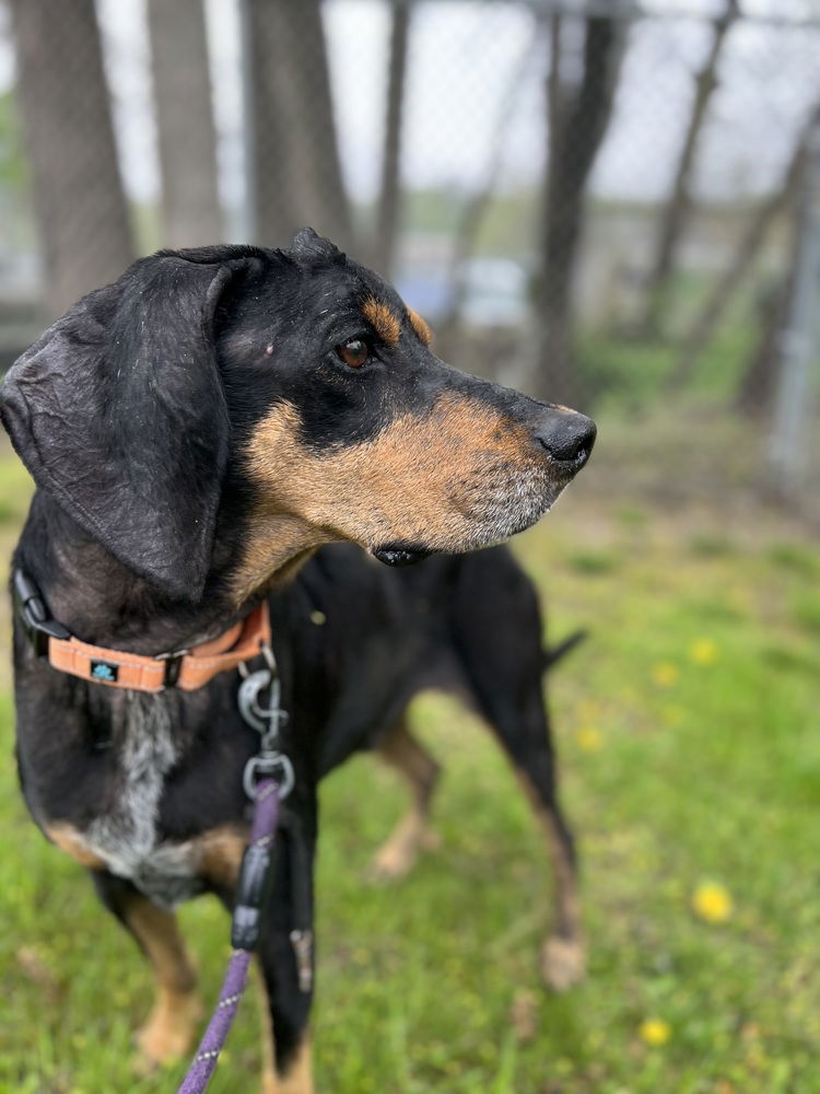 adoptable Dog in Elmsford, NY named Jake
