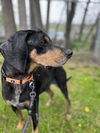 adoptable Dog in  named Jake