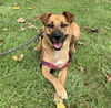 adoptable Dog in elmsford, NY named Scarlett
