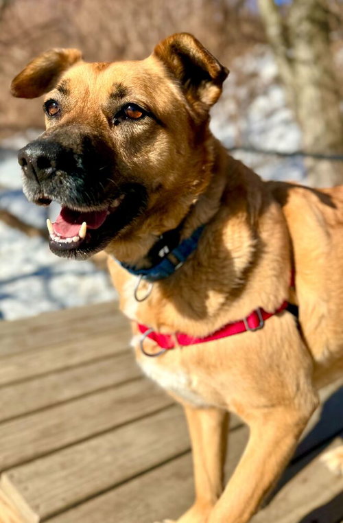 SCARLETT - Labrador Retriever available for adoption